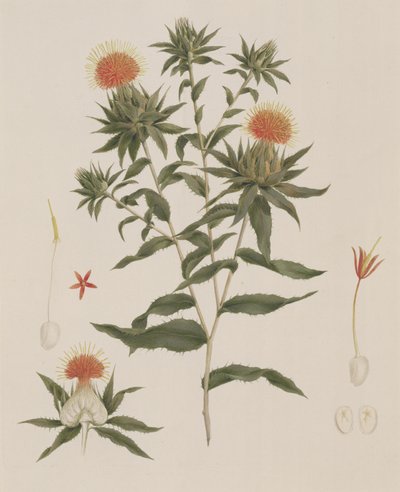 Sussa (Feuilles, Fleurs et Détails) autrefois attribué à James Bruce (1730-94) - Luigi Balugani
