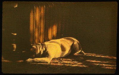 Photographie couleur de chien endormi au soleil avec Autochrome Lumière et un appareil photo 35mm - Luis Marden