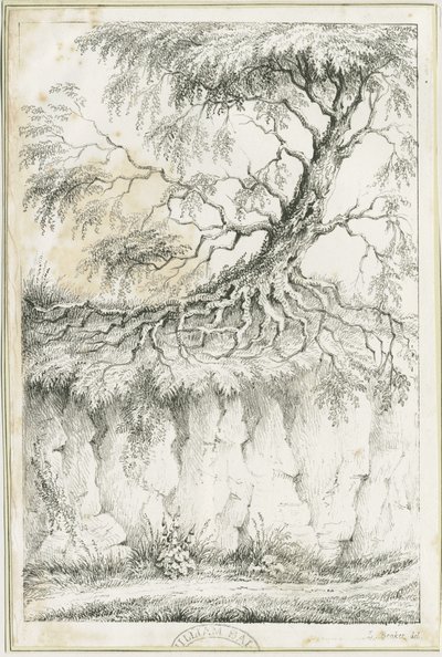 Dudley - Arbre - Luke Booker