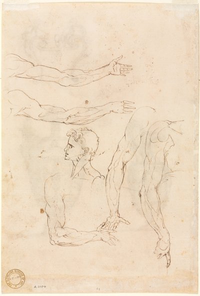 Esquisses de cinq bras et une tête (verso) - Luzio Romano