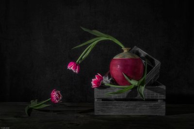 Tulipes sombres et radis - Lydia Jacobs