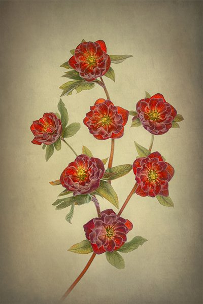  - Lydia Jacobs