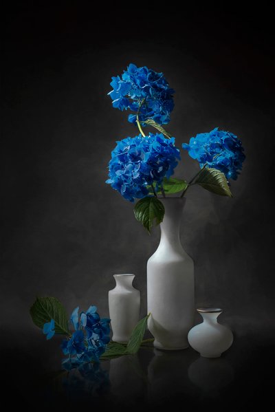 Élégants hortensias bleus - Lydia Jacobs