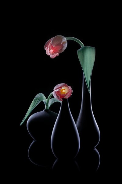 Des tulipes élégantes et lumineuses - Lydia Jacobs