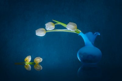 Élégantes tulipes blanches - Lydia Jacobs