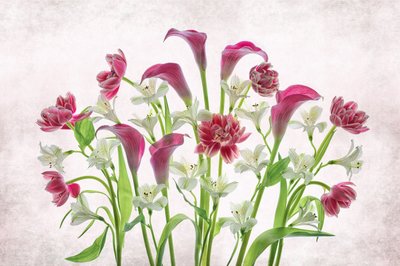 Fleurs fraîches roses et blanches - Lydia Jacobs