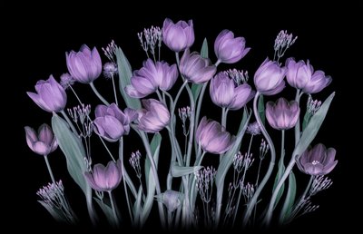 Tulipes violettes lumineuses - Lydia Jacobs