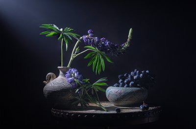 Lupins et baies de Moody - Lydia Jacobs