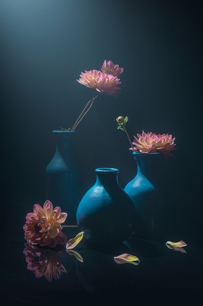 Dahlia « Moody Pink » - Lydia Jacobs