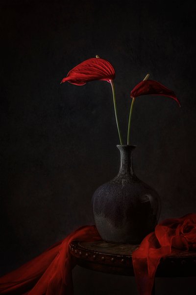 Anthuriums « Moody Red » - Lydia Jacobs