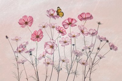 Papillon Cosmos rose - Lydia Jacobs