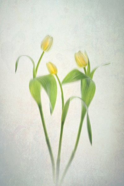 Tulipes jaune pâle - Lydia Jacobs