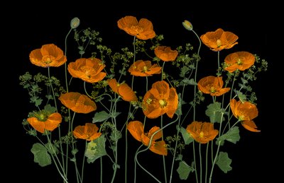 Coquelicots orange vif - Lydia Jacobs