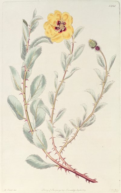 Rose : persane du Botanical Register, publié en 1829 - M. Hart