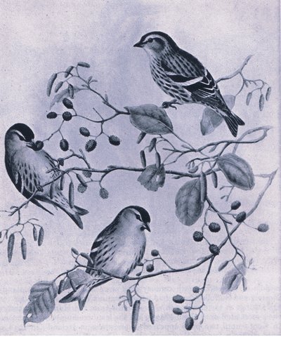 Tarin des aulnes, Nature en Grande-Bretagne publiée par Collins, 1946 - M. Hart