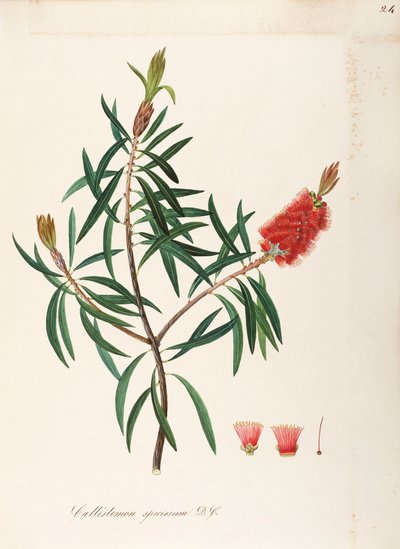 Albany Bottlebrush (Callistemon speciosum DC), Myrtaceae, arbuste aux feuilles persistantes, originaire d