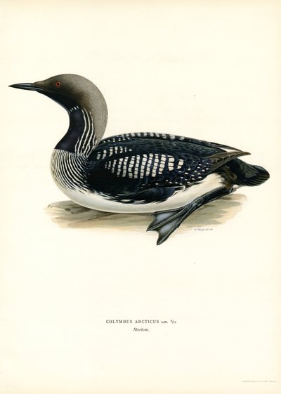 Plongeon arctique - Magnus Ferdinand and Wilhelm von Wright