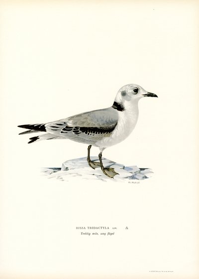 Mouette tridactyle - Magnus Ferdinand and Wilhelm von Wright