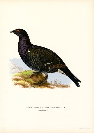 Grand Tétras, Coq de bruyère - Magnus Ferdinand and Wilhelm von Wright