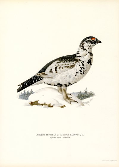 Mélange de Tétras lyre et Lagopède des saules - Magnus Ferdinand and Wilhelm von Wright