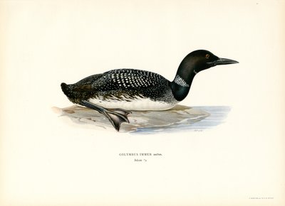 Plongeon huard - Magnus Ferdinand and Wilhelm von Wright