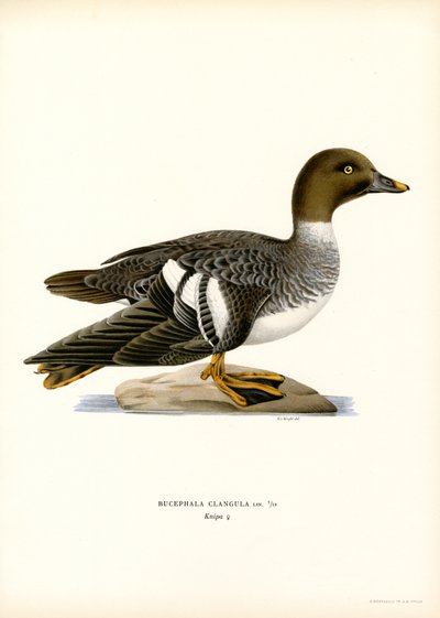 Garrot à œil d