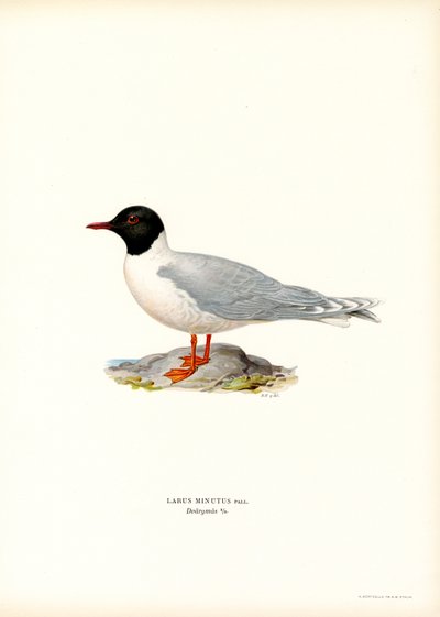 Petite Mouette - Magnus Ferdinand and Wilhelm von Wright