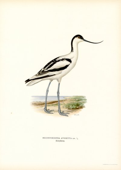 Avocette élégante - Magnus Ferdinand and Wilhelm von Wright