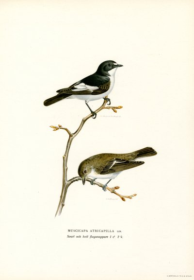 Gobemouche noir - Magnus Ferdinand and Wilhelm von Wright