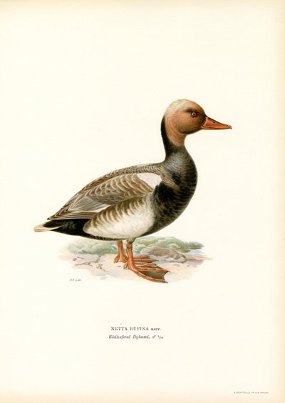 Nette rousse - Magnus Ferdinand and Wilhelm von Wright