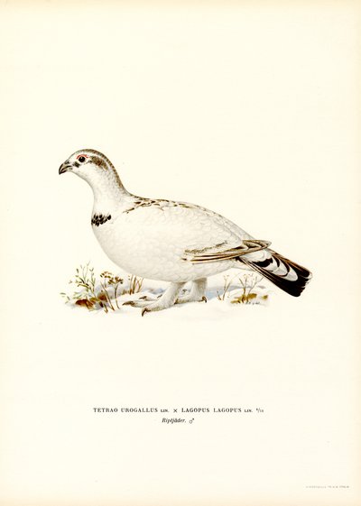 Mélange de Grand Tétras et Lagopède des saules - Magnus Ferdinand and Wilhelm von Wright