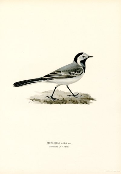 Bergeronnette grise (lithographie en couleur) - Magnus Ferdinand and Wilhelm von Wright