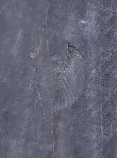 Impression de feuille sombre - Maira Ribena