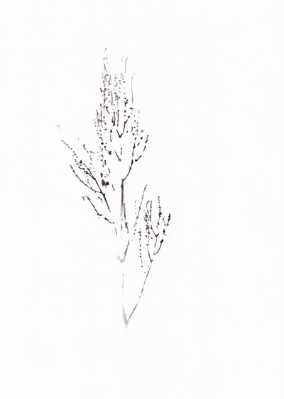Dessin botanique raffiné - Maira Ribena