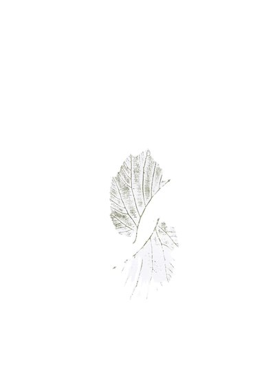 Les nervures délicates des feuilles - Maira Ribena