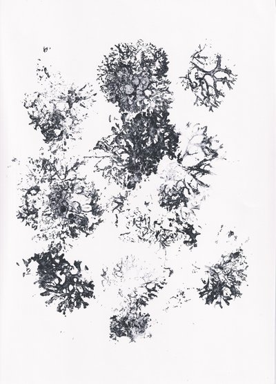 Formes botaniques organiques - Maira Ribena