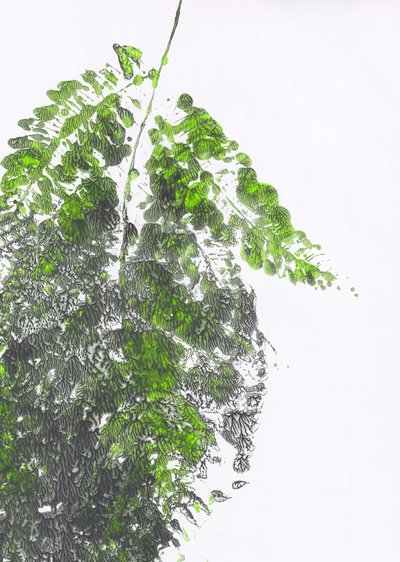 Fougère verte biologique - Maira Ribena