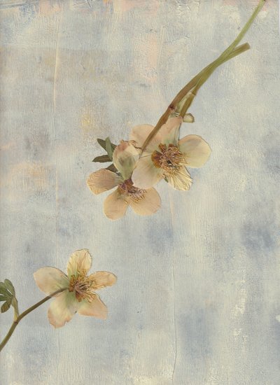 Pale Blue Botanicals - Maira Ribena