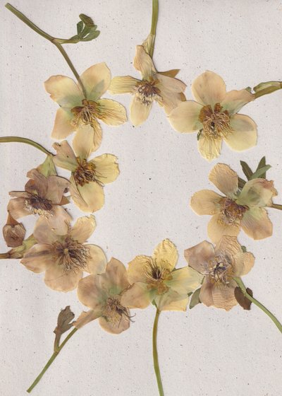 Couronne de fleurs pressées - Maira Ribena