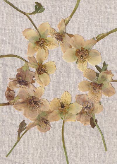 Couronne de fleurs pressées - Maira Ribena