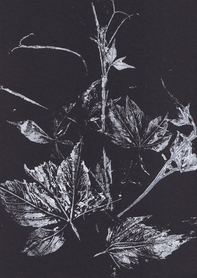 Des feuilles blanches sur fond noir - Maira Ribena