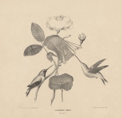 Colibris, de 