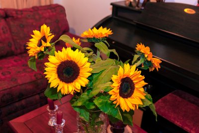 Tournesols jaunes brillants ou Helianthus annuus des montagnes des Andes en Colombie décorent une maison à Bogota - Mano Chandra Dhas