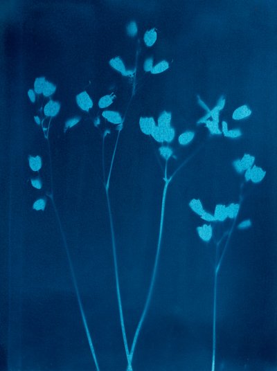 Petites fleurs, 2023 (cyanotype) - Marco Campedelli