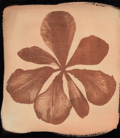 Coquelicot, 2023 (cyanotype) - Marco Campedelli