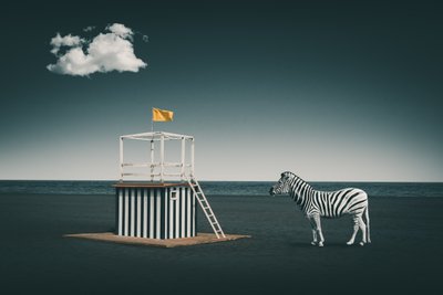 Zèbre de la plage surréaliste - Marcus Hennen