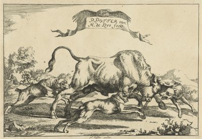 Taureau attaqué par trois chiens de chasse - Marcus de Bye