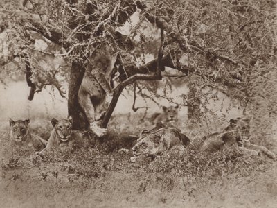 Les lions grimpent-ils aux arbres?, la réponse des caméras - Marcuswell Maxwell