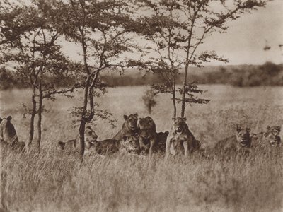 Face à la caméra, une troupe de neuf lions au repos - Marcuswell Maxwell