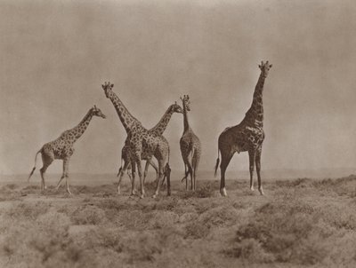 Sur les plaines du Kenya - Marcuswell Maxwell